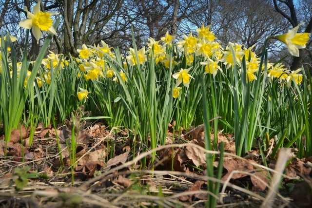 Millennium Avenue, in the grounds of Arlington Bluebell Walk and Farm Trails, is covered with daffodils. 7/3/22 SUS-220703-120324001