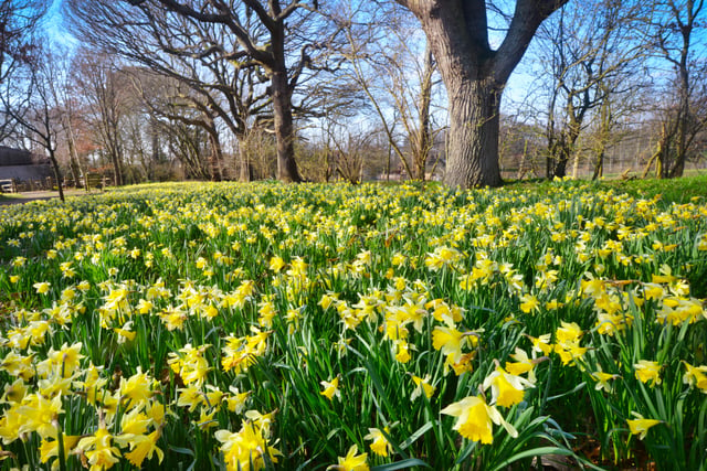 Millennium Avenue, in the grounds of Arlington Bluebell Walk and Farm Trails, is covered with daffodils. 7/3/22 SUS-220703-120350001