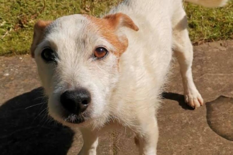 Cody is a friendly 12-year-old terrier, who was handed in to the charity due to a child's allergy. According to Animals In Need, Cody is okay with other dogs and sensible children. He is housetrained and travels well; he is also very excitable and likes to chase cats! Email kateain.kennels@gmail.com for further information.