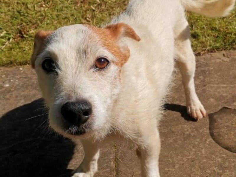 Cody is a friendly 12-year-old terrier, who was handed in to the charity due to a child's allergy. According to Animals In Need, Cody is okay with other dogs and sensible children. He is housetrained and travels well; he is also very excitable and likes to chase cats! Email kateain.kennels@gmail.com for further information.