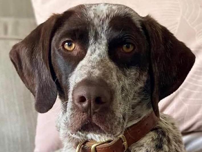 Evie is a 20-month-old German Pointer, who sadly had a terrible start in life and needs an active, patient and experienced home with no children, cats or smaller furry animals. She knows basic commands, is housetrained and would be better in a home with another neutered dog. According to the charity, Evie is frightened of men so time will need to be taken for her to bond and learn to trust. For further information, email kateain.kennels@gmail.com.