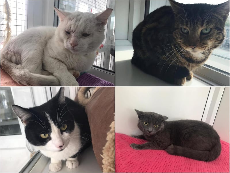 These four male cats were living rough before they were found by Pawprints Rescue. They were, unfortunately, four of many. They have, however, been chipped and neutered and warmly welcomed to Animals In Need but they are now looking for loving homes. Two are very friendly but the other two are quite shy and will learn to trust with time.