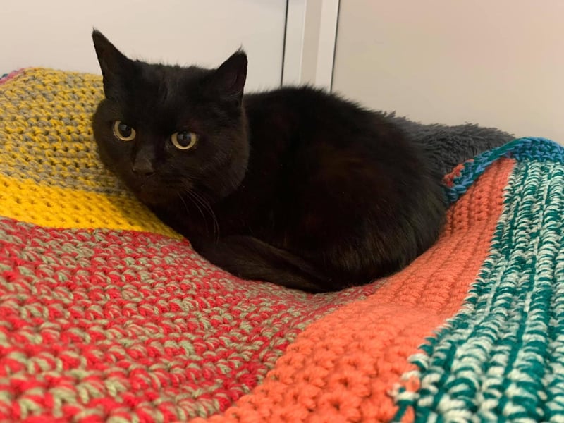 This female stray cat was handed in to Animals In Need just over a week ago. She is very friendly and in good condition but was, unfortunately, not chipped.