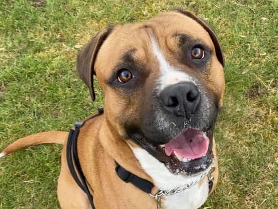 Animals In Need Northamptonshire need your help to rehome these adorable pets.
