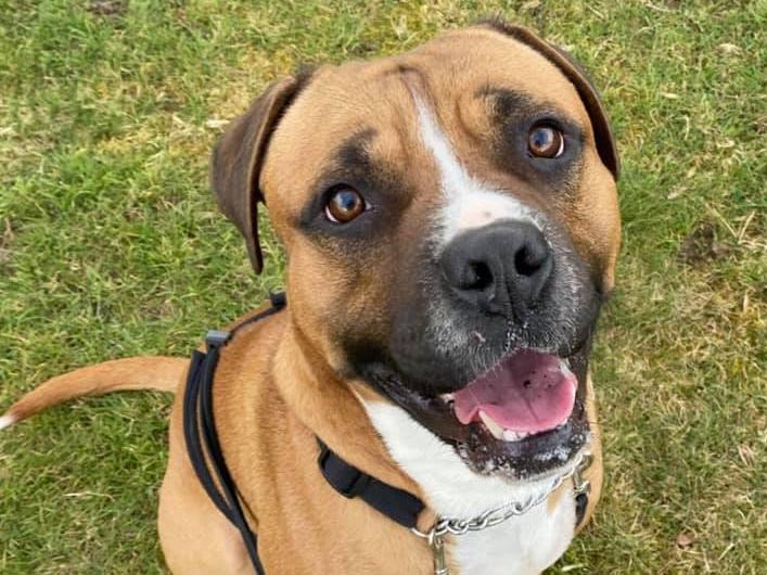 Two-year-old male Boxer-Staffie cross, Karma was handed in by his family, who could no longer keep him. He is housetrained, travels well and knows basic commands.
A spokesperson for Animals in Need said: "He loves playing football, having belly rubs and playing with his tennis balls & kong. Karma is shy with strangers and gets worried about off-lead dogs approaching him so work will need doing to improve this."