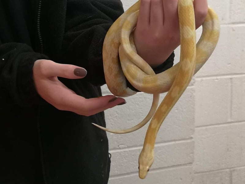 The stray corn snake was never claimed from the charity so is now looking for a lovely new home, which has experience in keeping snakes! A name has not been given for the snake but, according to the charity, it is in wonderful condition - eating and shedding well - and it is fine to handle. The snake will require a large vivarian, which will not be provided.