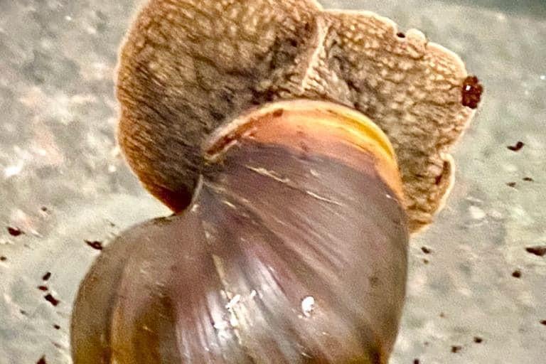 The charity has several African land snails - both adults and babies - that need responsible new homes that will check and remove any eggs laid.