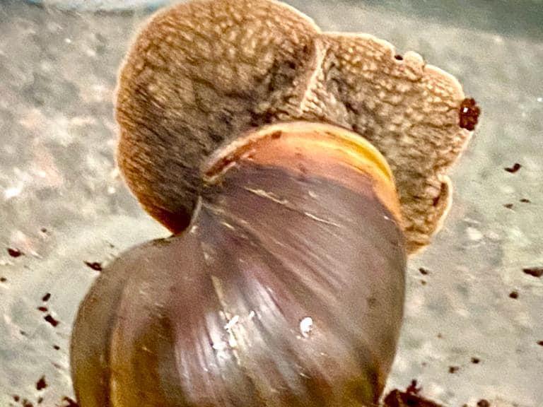 The charity has several African land snails - both adults and babies - that need responsible new homes that will check and remove any eggs laid.