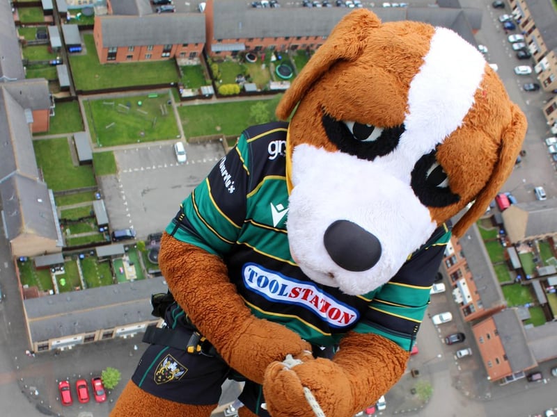 Northampton Saints' mascot, Bernie, abseils down the National Lift Tower to raise money for the NSF (Saturday, May 22).