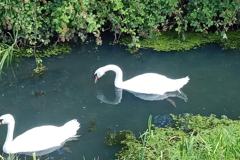 Two swans enjoying life by Langney cycle path, taken by Kelvin Luscombe with a Sony Xperia. SUS-210917-100949001