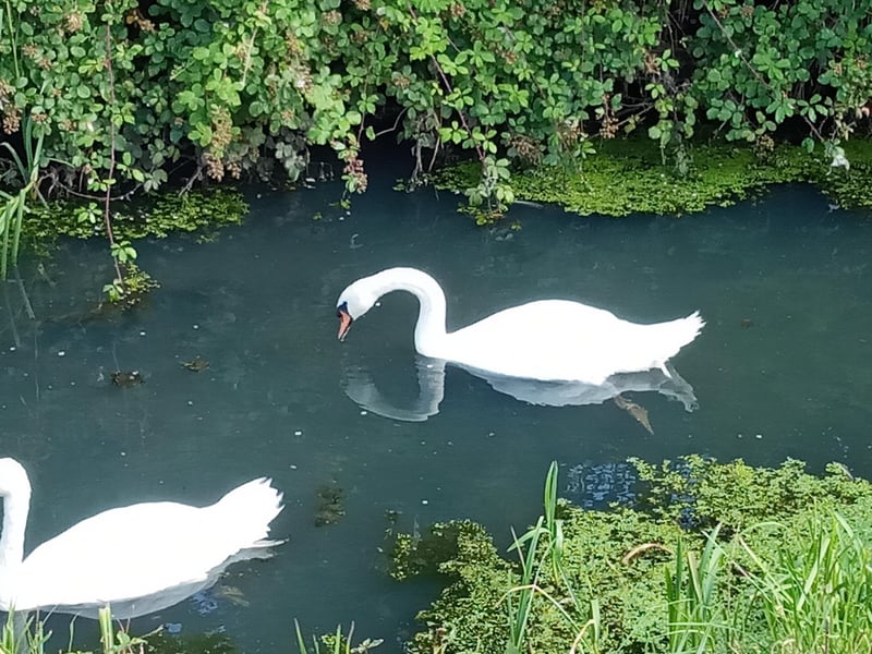 Two swans enjoying life by Langney cycle path, taken by Kelvin Luscombe with a Sony Xperia. SUS-210917-100949001