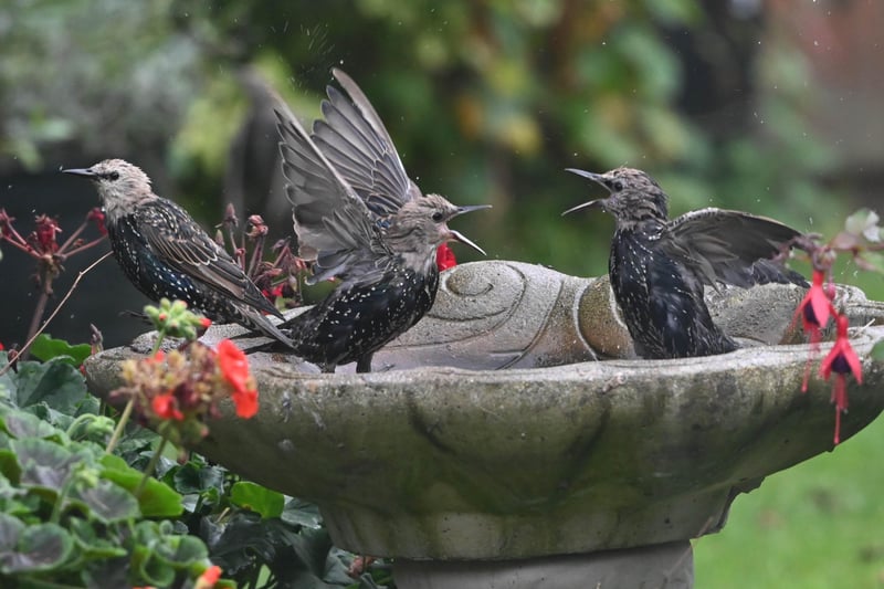 "Starlings having bath time chat," said  Derek A Briggs, who took this photo with a Nikon Z6. SUS-210917-113348001