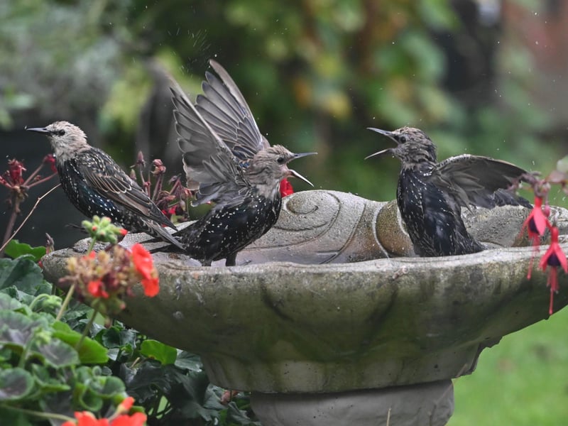 "Starlings having bath time chat," said Derek A Briggs, who took this photo with a Nikon Z6. SUS-210917-113348001