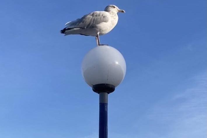 Seagull at Eastbourne bandstand, by Karen Bailey. SUS-210917-115706001