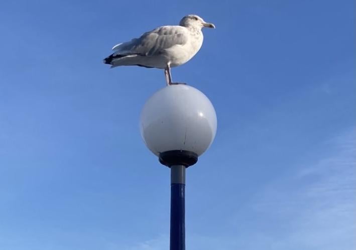 Seagull at Eastbourne bandstand, by Karen Bailey. SUS-210917-115706001