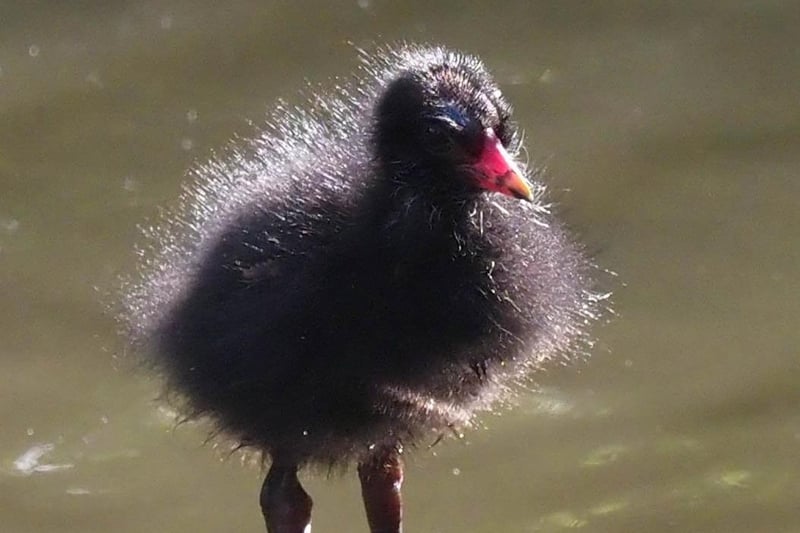 Late moorhen chick in Hampden Park, by Derek A Briggs. SUS-210917-115215001