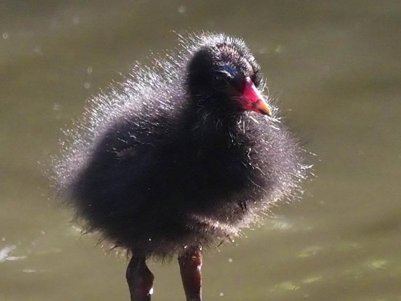 Late moorhen chick in Hampden Park, by Derek A Briggs. SUS-210917-115215001