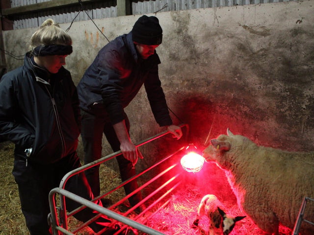 In Fivemiletown, Co. Tyrone,  Chris Johnston and his fiancé Kendall Glenn are dealing with the bitterly cold winter weather all in the midst ofcalving season.