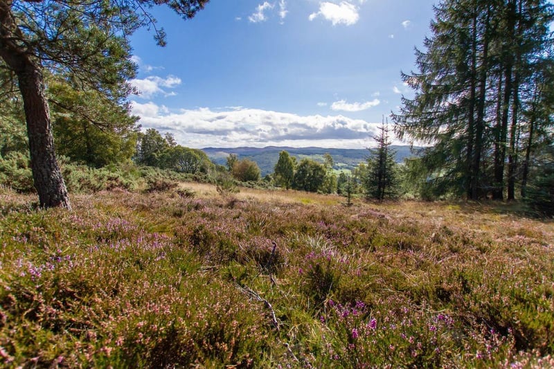 One of Strathtay's main attractions is the beautiful Highland countryside surrounding it on all sides - and the spectacular Scottish wildlife that lives there. It attracted Peter Pan author J.M. Barrie there for his summer holidays.