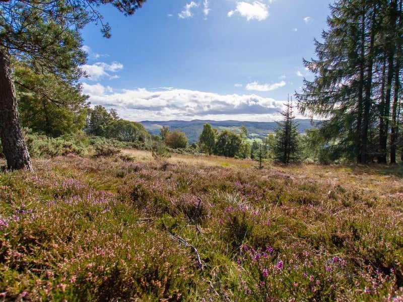One of Strathtay's main attractions is the beautiful Highland countryside surrounding it on all sides - and the spectacular Scottish wildlife that lives there. It attracted Peter Pan author J.M. Barrie there for his summer holidays.