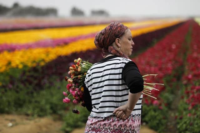 An Israeli woman holds a pack of stems in a field of Ranunculus flowers in the southern Israeli Kibbutz of Nir Yitzhak, located along the Israeli-Gaza Strip border, during the Jewish holiday of Passover in 2017.