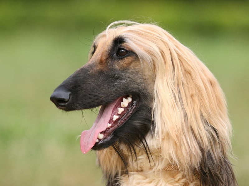 Another dog named after its desert-rich country of origin, the Afghan Hound may look like it has plenty of warm hair, but it's a single coat so is well ventilated and able to cope with extremes of temperature.