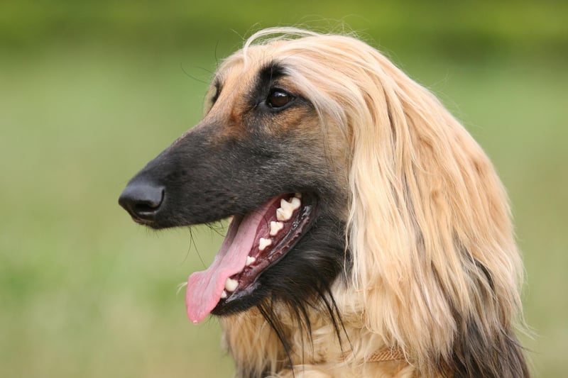 Another dog named after its desert-rich country of origin, the Afghan Hound may look like it has plenty of warm hair, but it's a single coat so is well ventilated and able to cope with extremes of temperature.