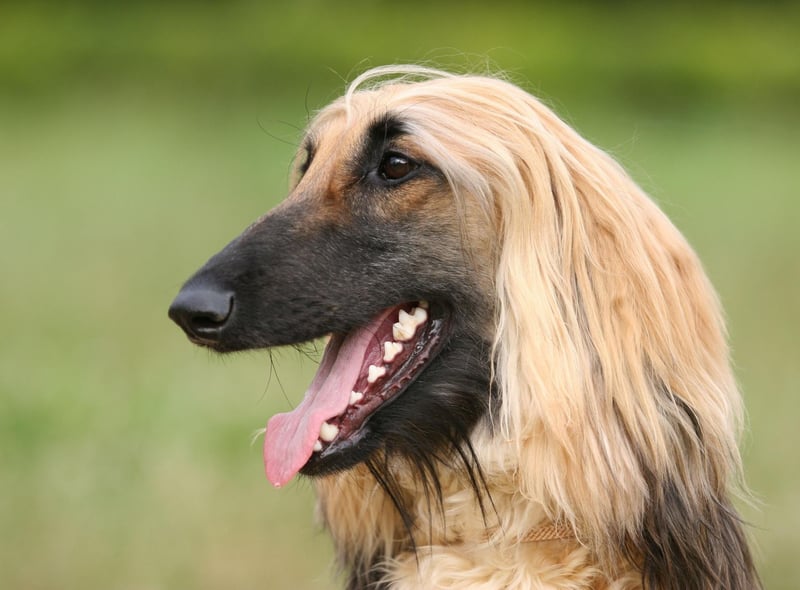 Another dog named after its desert-rich country of origin, the Afghan Hound may look like it has plenty of warm hair, but it's a single coat so is well ventilated and able to cope with extremes of temperature.