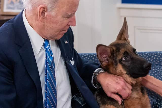 US President Joe Biden pets his new dog Commander as he speak virtually with military service members to thank them for their service. Picture: Saul Loeb/AFP via Getty Images