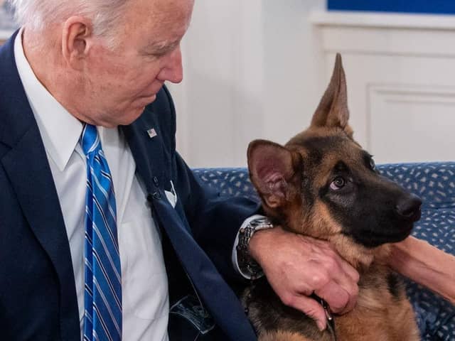 US President Joe Biden pets his new dog Commander as he speak virtually with military service members to thank them for their service. Picture: Saul Loeb/AFP via Getty Images