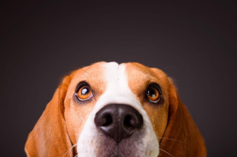 It's very difficult to resist a begging Beagle - they use their cuteness as an effective weapon in the battle for snacks.