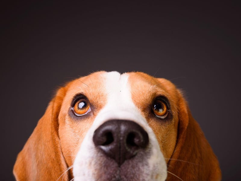 It's very difficult to resist a begging Beagle - they use their cuteness as an effective weapon in the battle for snacks.