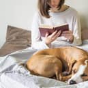 Some dogs breeds are a perfect match for the more introverted owner.