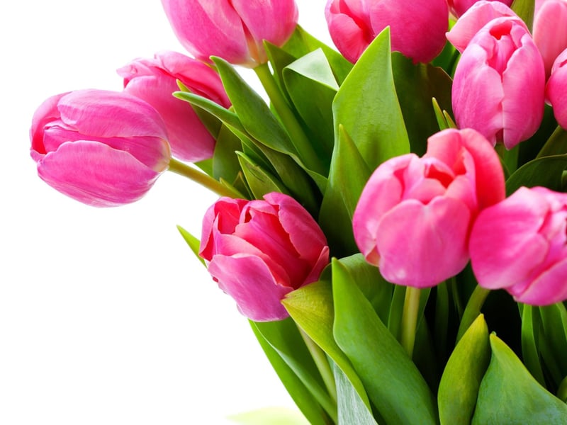Many of us will receive a Valentine's bunch of flowers, but be aware that certain common types spell trouble for dogs. Lilies, chrysanthemums and tulips are among the flowers that can make a dog sick if they eat them, irritating their mouth and stomach.