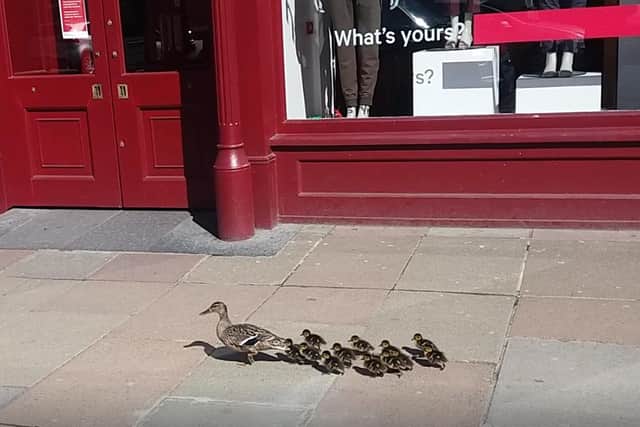 A mother duck and her ducklings were seen waddling down George Street in Edinburgh on Wednesday (May 13)