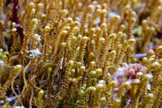 Herbertus borealis, or northern prongwort, lives only on the Beinn Eighe plateau in the north-west Highlands. “It’s probably our most charismatic Scottish endemic bryophyte,” according to bryologist and author Dr Neil Bell