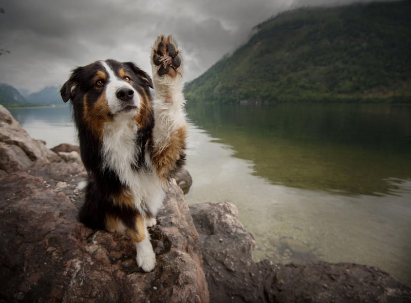 A combination of intelligence and eagerness to please means the Australian Shepherd will quickly get to grips with popping outside.