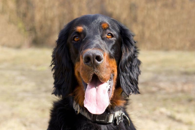 The largest of the setters, the Gordon Setter wa bred in the Highlands to collect felled grouse and pheasant. Setters get their name from the distinctive stance they strike when finding quarry - a crouch to indicate their location to shooters before the birds are flushed.