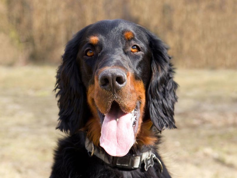 The largest of the setters, the Gordon Setter wa bred in the Highlands to collect felled grouse and pheasant. Setters get their name from the distinctive stance they strike when finding quarry - a crouch to indicate their location to shooters before the birds are flushed.