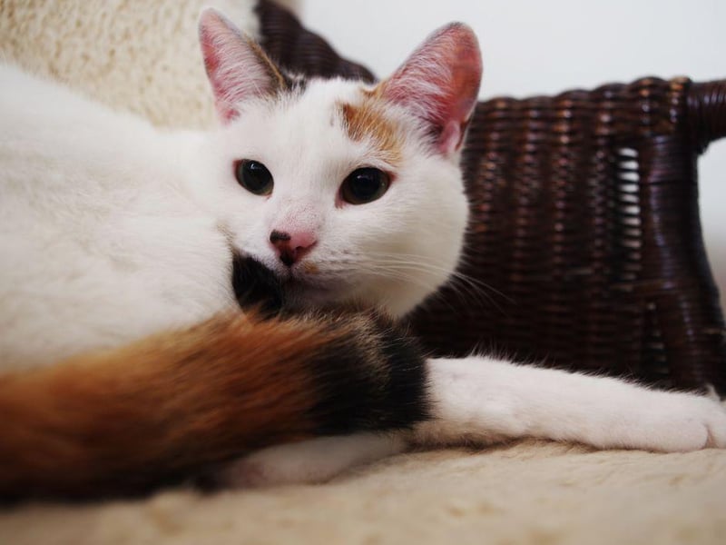 Sociable and playful that Turkish Van is a cat that thrives on attention. Teach it some tricks and play some fetch with your kitty cat and they will love it!
