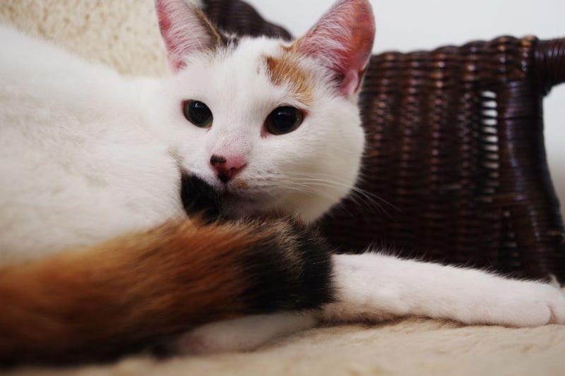 Sociable and playful that Turkish Van is a cat that thrives on attention. Teach it some tricks and play some fetch with your kitty cat and they will love it!