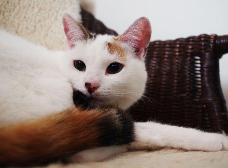 Sociable and playful that Turkish Van is a cat that thrives on attention. Teach it some tricks and play some fetch with your kitty cat and they will love it!