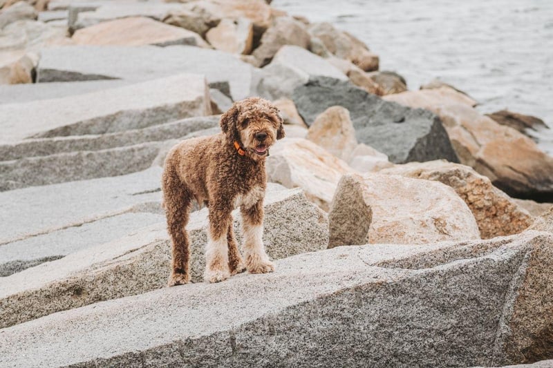 An ancient breed though to be the canine from which all water dogs are descended, the Lagotto Romagnolo is now prized for its ability to sniff out precious truffles
