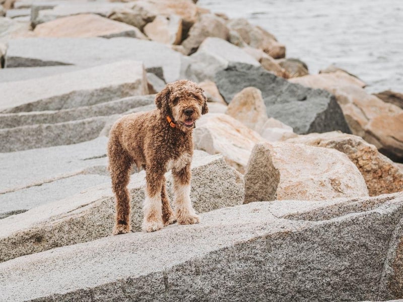 An ancient breed though to be the canine from which all water dogs are descended, the Lagotto Romagnolo is now prized for its ability to sniff out precious truffles