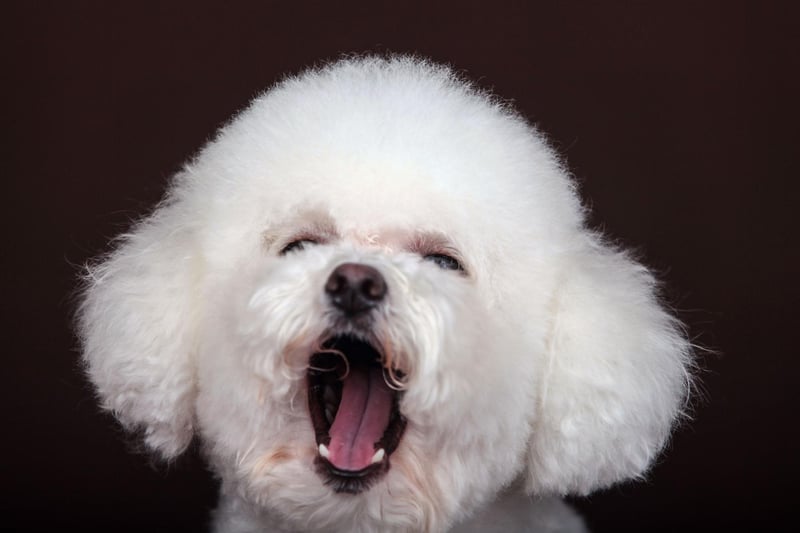 While Standard Poodles and Miniature Poodles both live relatively long lives, the Toy Poodle outdoes them both with a lifespan of up to 18 years.