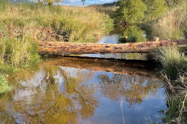The storm-damaged trees will provide food, shelter and shade for wild salmon in the River Dee catchment, and hopefully help stop population declines in the 'king of fish'