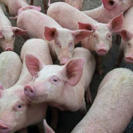 Pig producers face a tough market