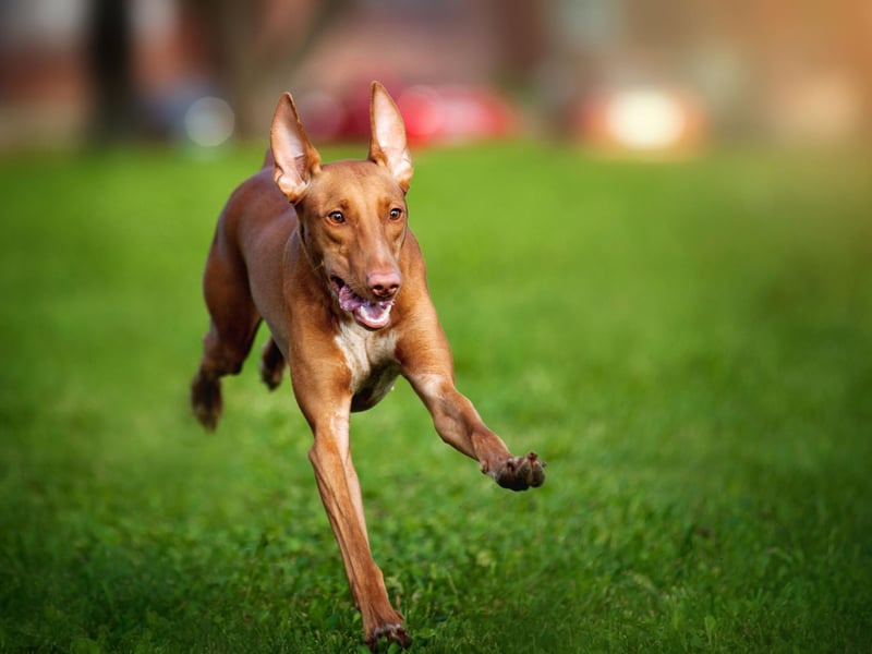 The Pharoah Hound is an ancient sighthound breed thought to have come from Egypt over 2,000 years ago. It’s relatively new to the UK, bounding over in the 1970s. They have seen an insane rise in popularity in 2022, with a massive 308% increase in monthly Google searches compared to January. This good boy or girl is friendly, intelligent and doesn’t need too much exercise, preferring to lie on the sofa and chill.