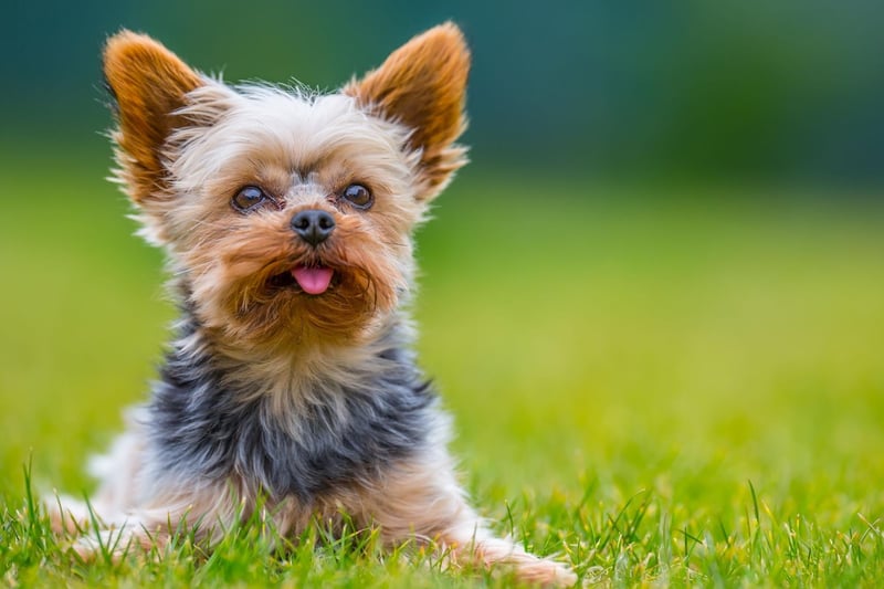 Not all military dogs are big and brawny. The Yorkshire Terrier's diminuative size, combined with a fearless nature, means they can carry out tasks that bigger dogs simply can't. During World War Two, for example, they were used to pull telegraph wires down thin tunnels to allow communication.