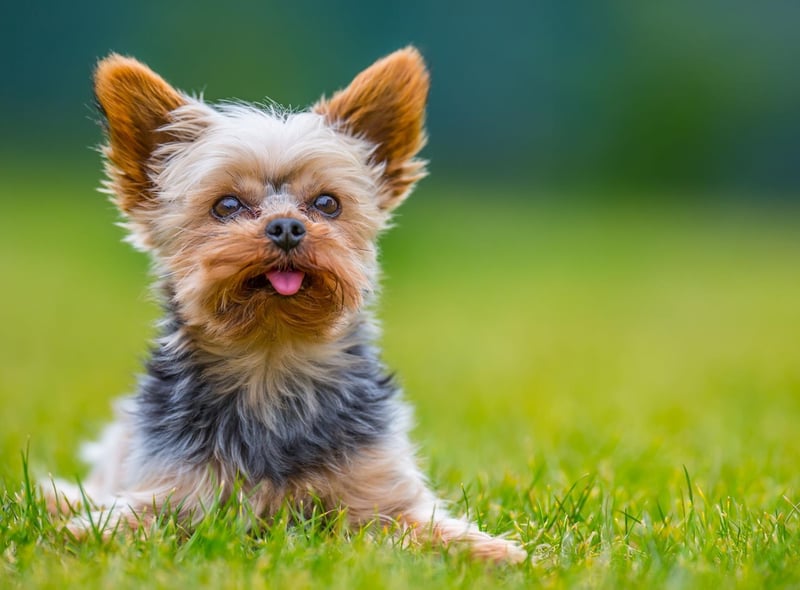 Not all military dogs are big and brawny. The Yorkshire Terrier's diminuative size, combined with a fearless nature, means they can carry out tasks that bigger dogs simply can't. During World War Two, for example, they were used to pull telegraph wires down thin tunnels to allow communication.